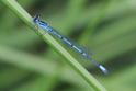 IMG_1553 Coenagrion puella male